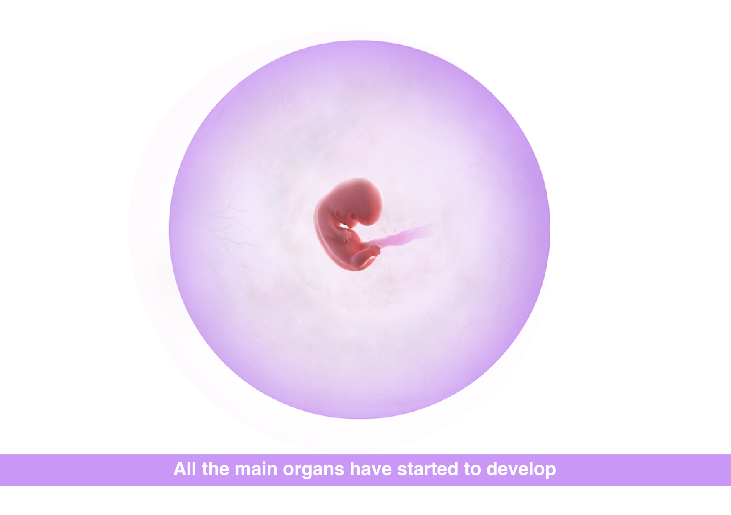 Fetal development 8 weeks pregnancy