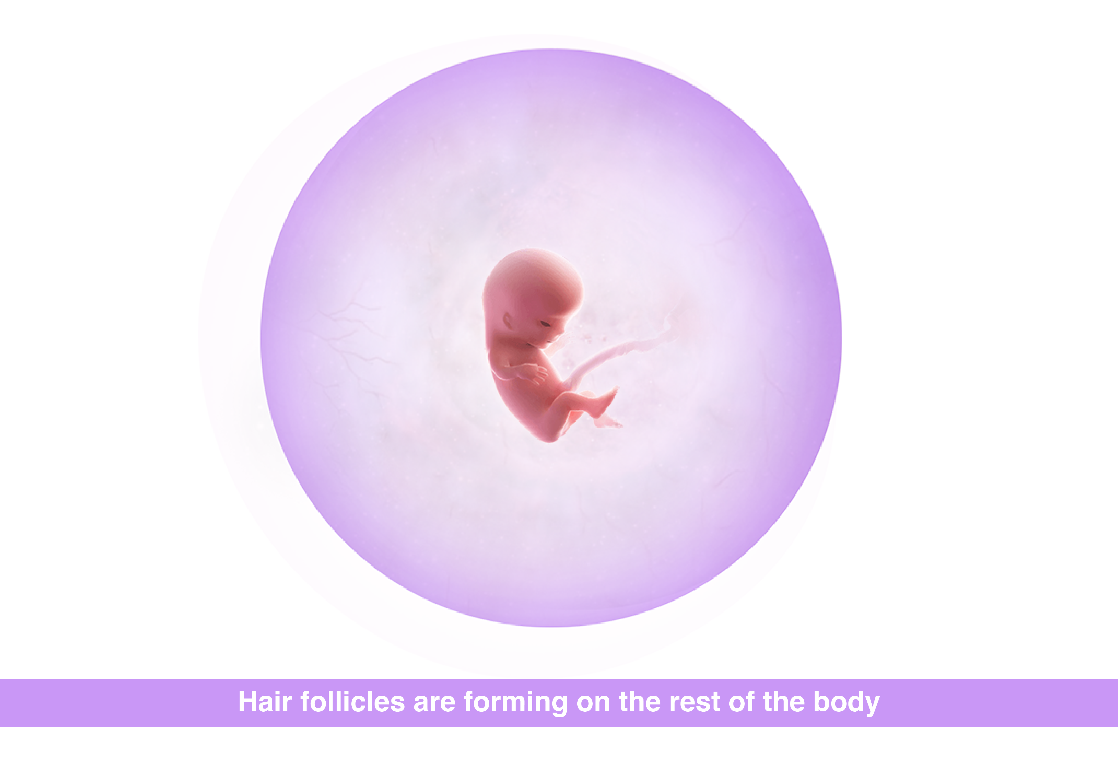 Fetal development 11 weeks pregnant