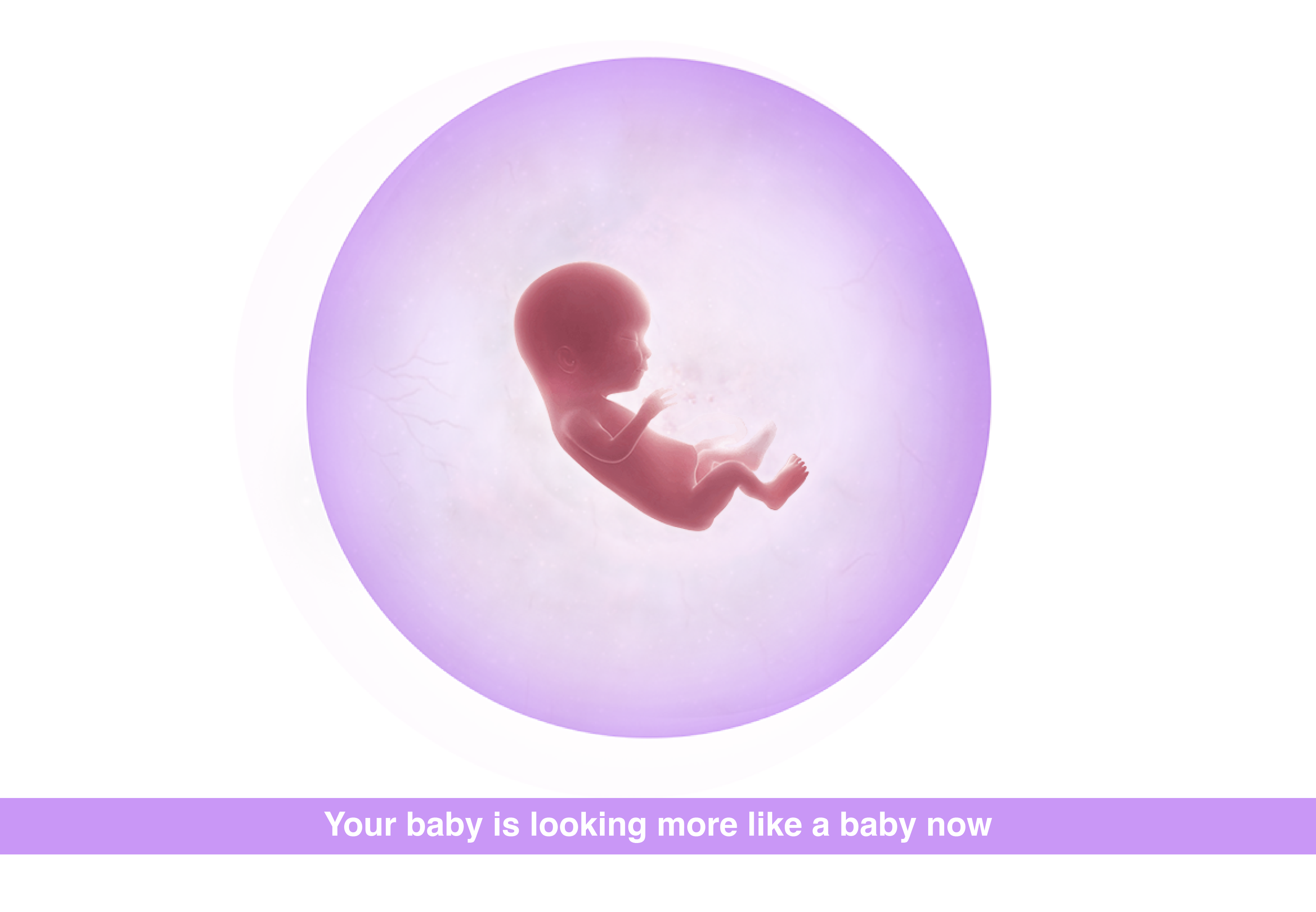 Fetal development 15 weeks pregnant