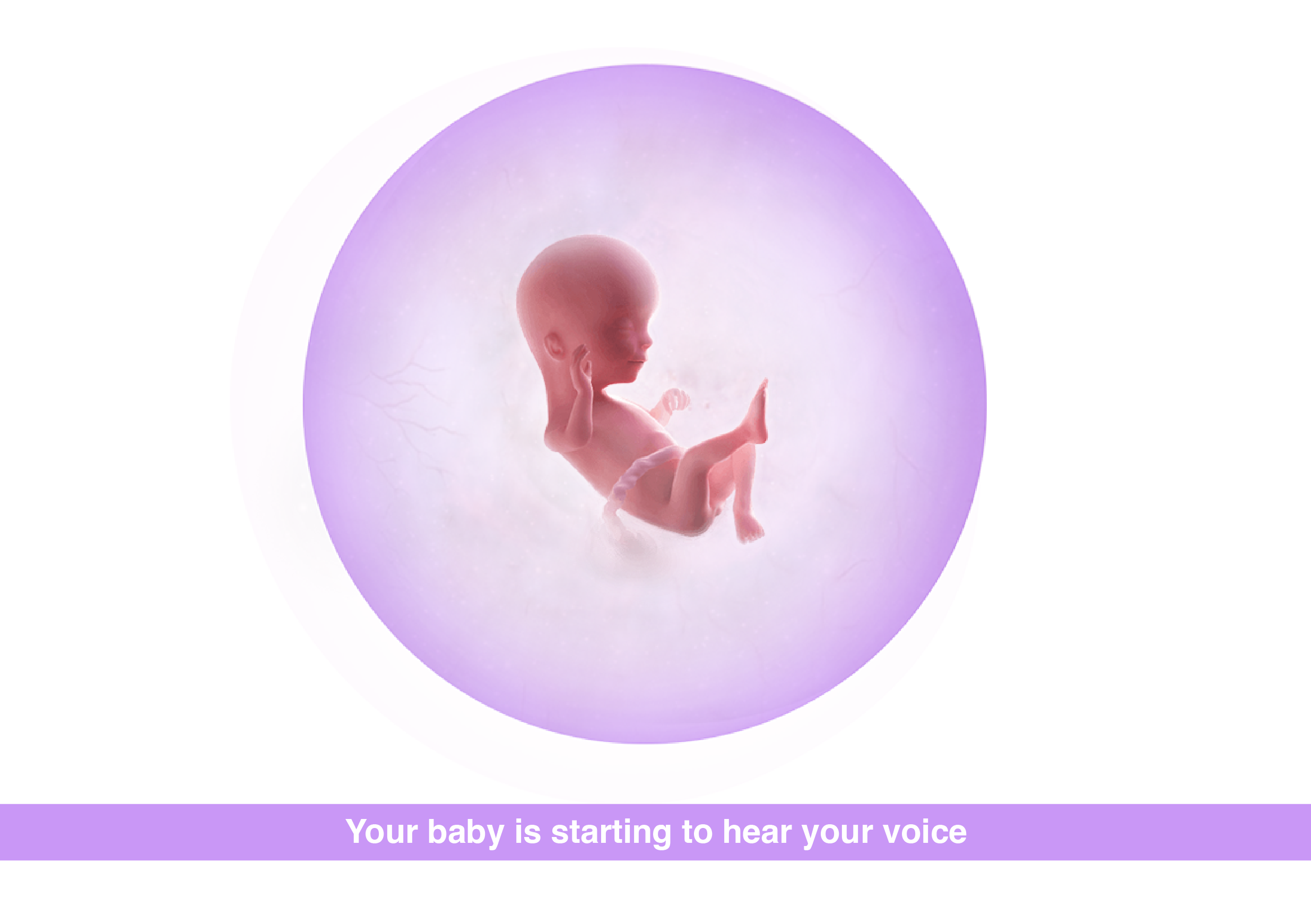 Fetal development 16 weeks pregnant