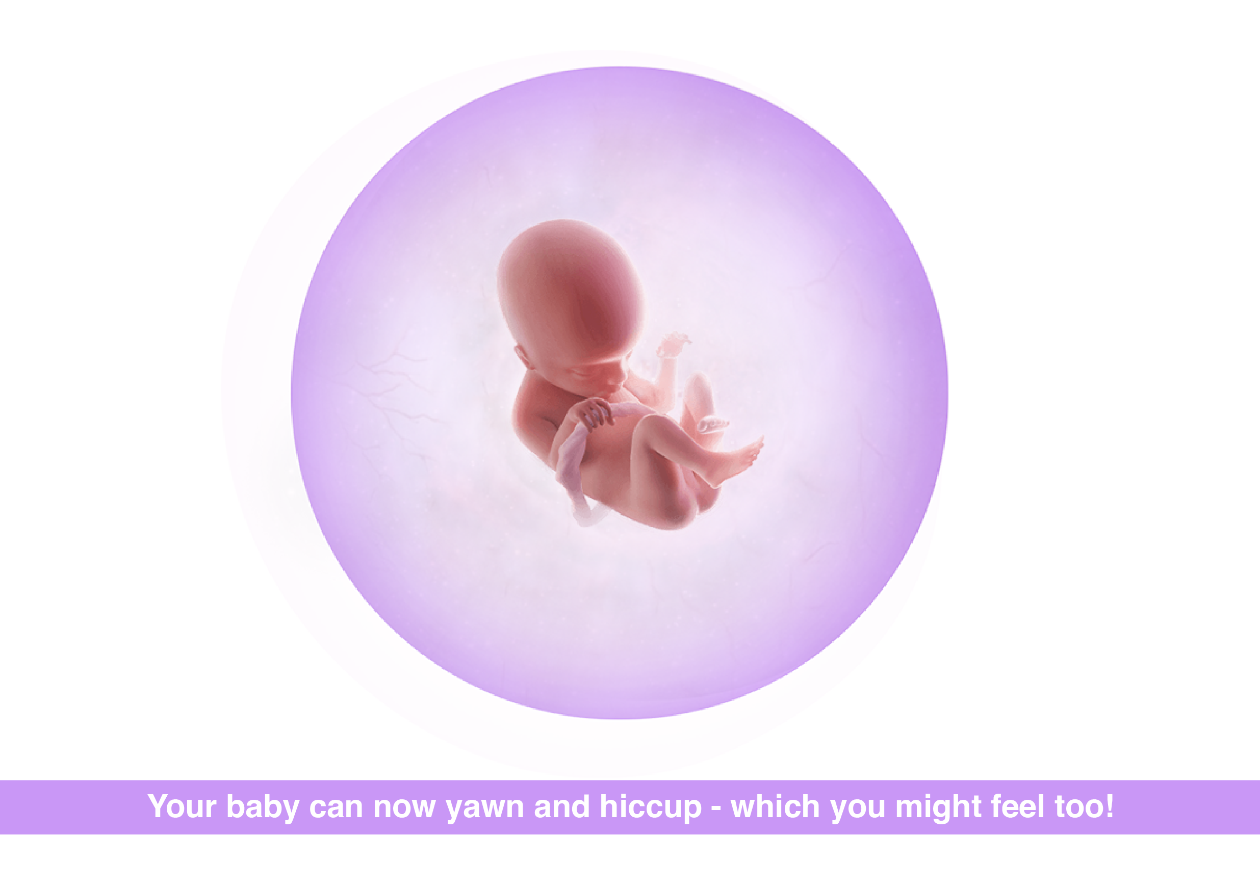 Fetal development 18 weeks pregnant