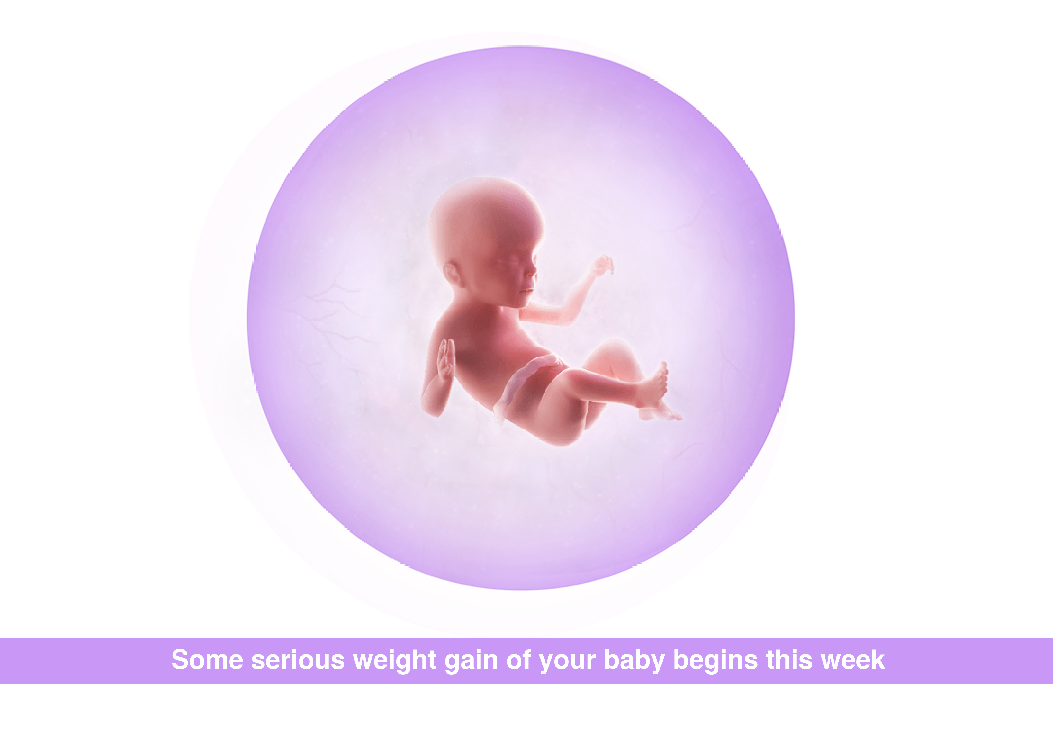 Fetal development 23 weeks pregnant