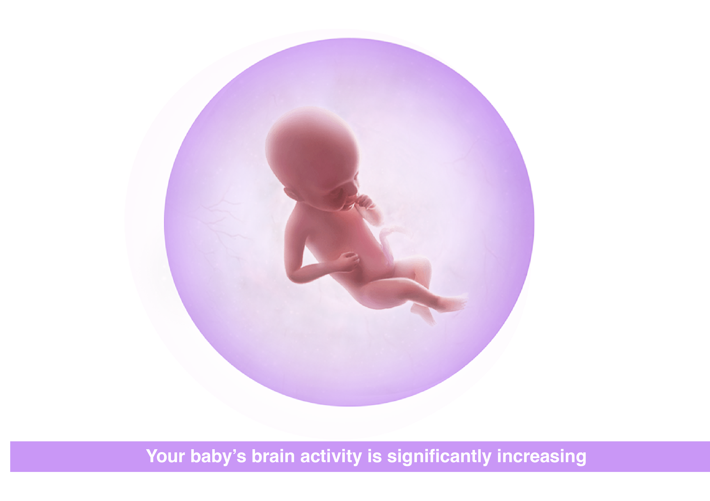 Fetal development 26 weeks pregnant