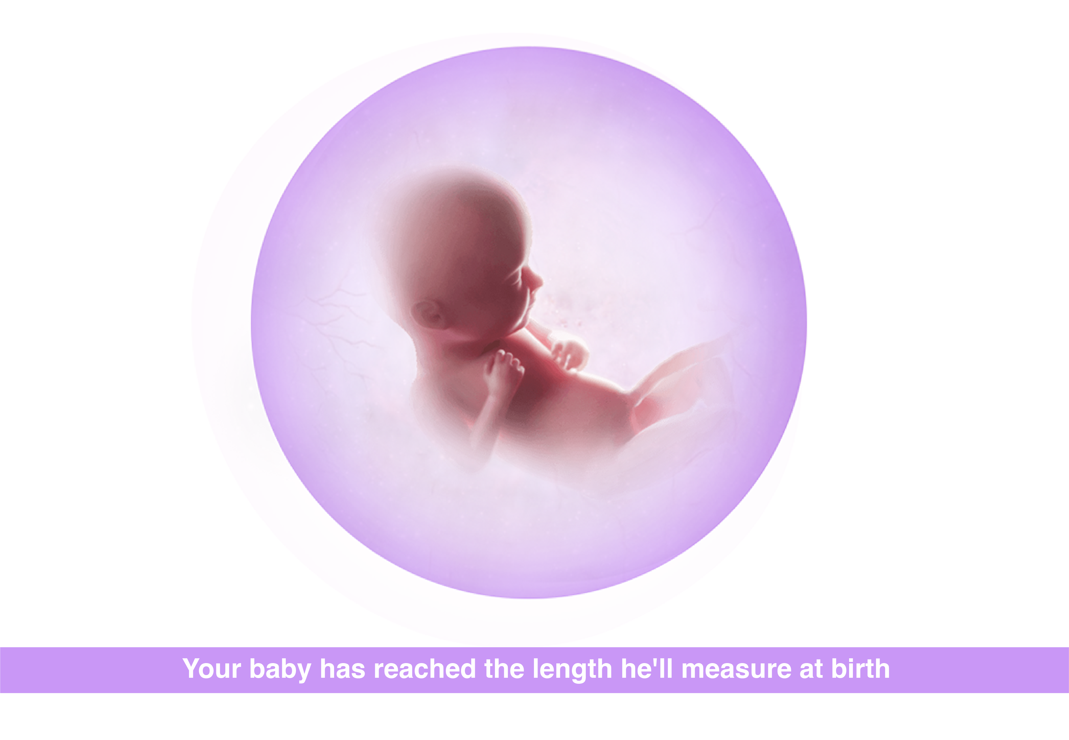 Fetal development 33 weeks pregnant