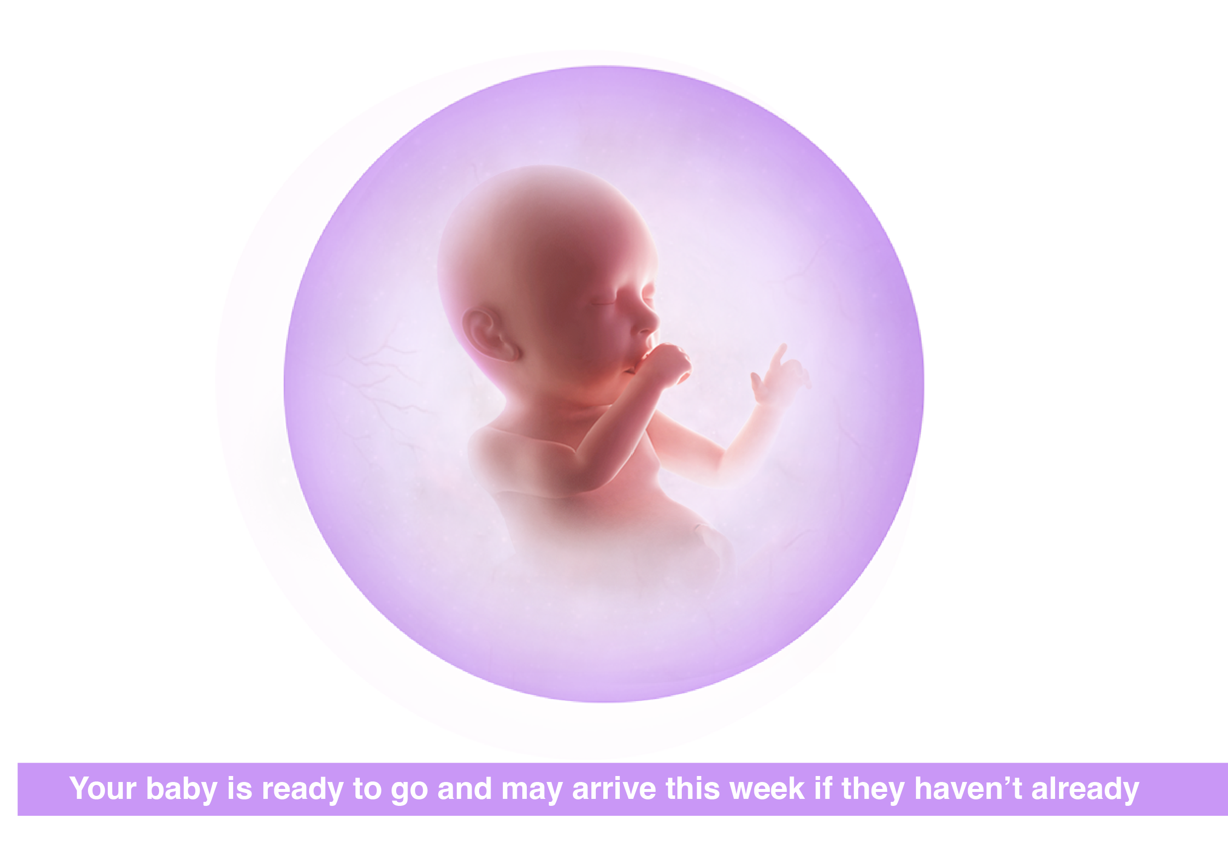 Fetal development 40 weeks pregnant