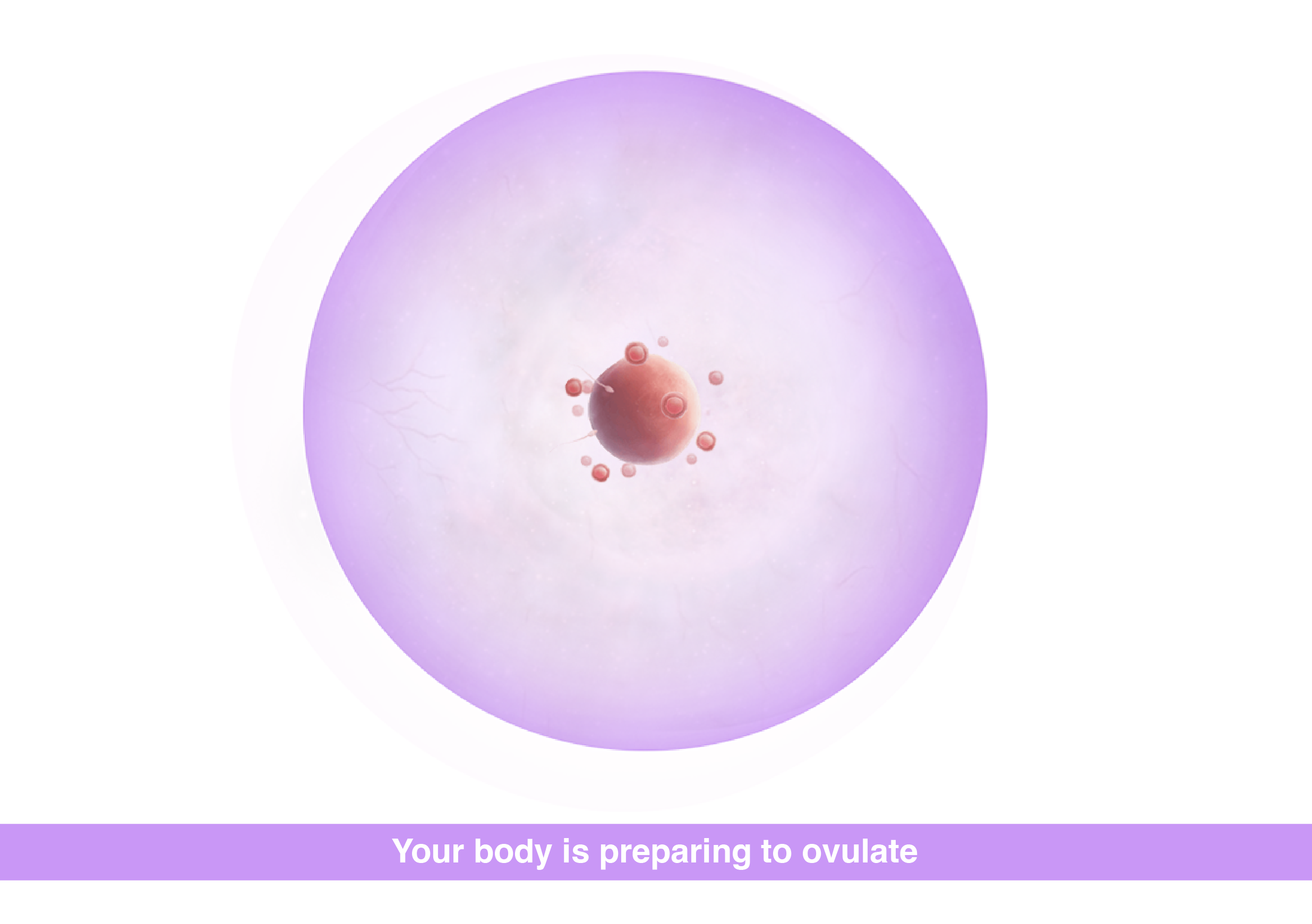 Fetal development Pregnancy weeks 1-2