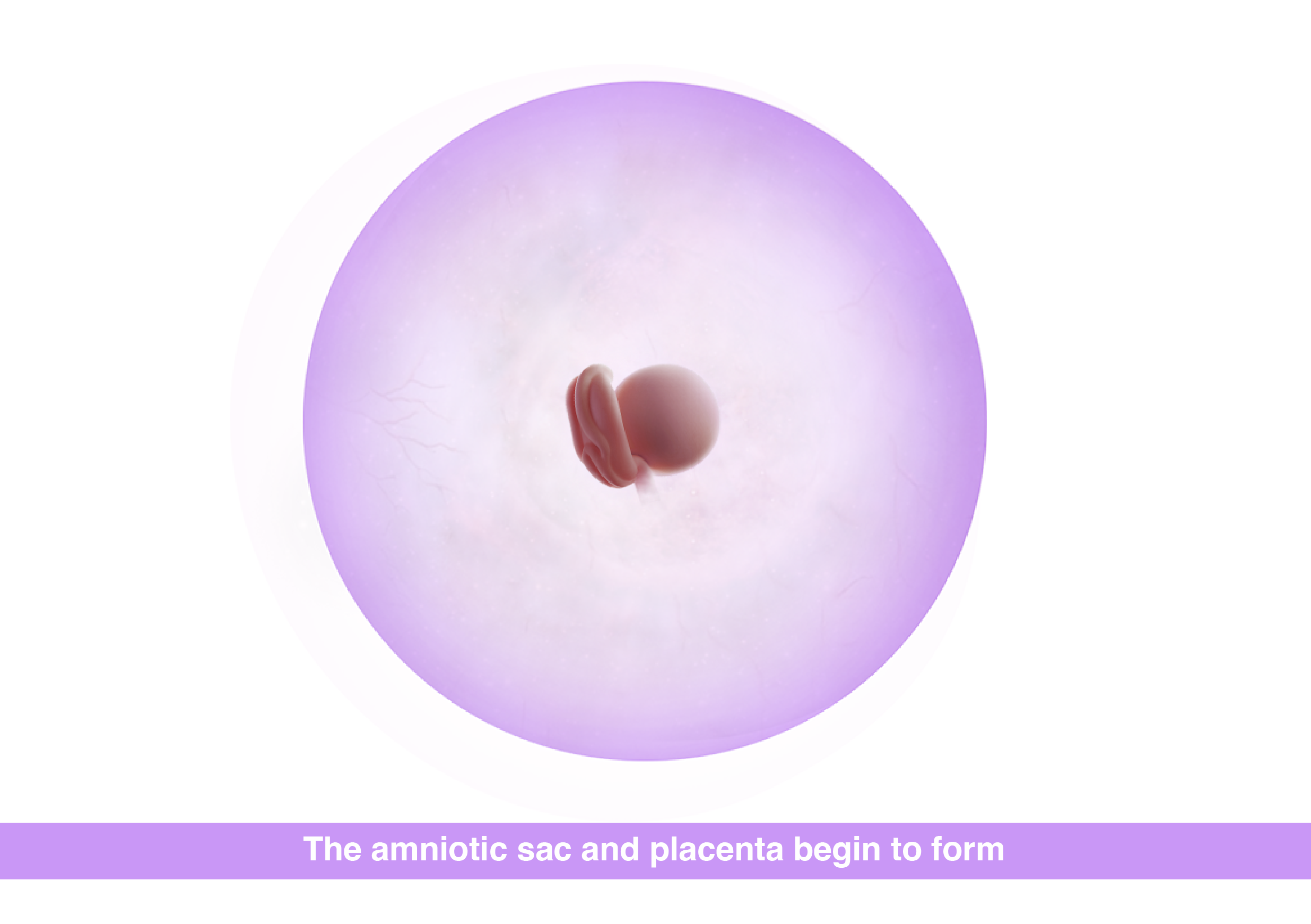 Fetal development pregnancy 4 weeks