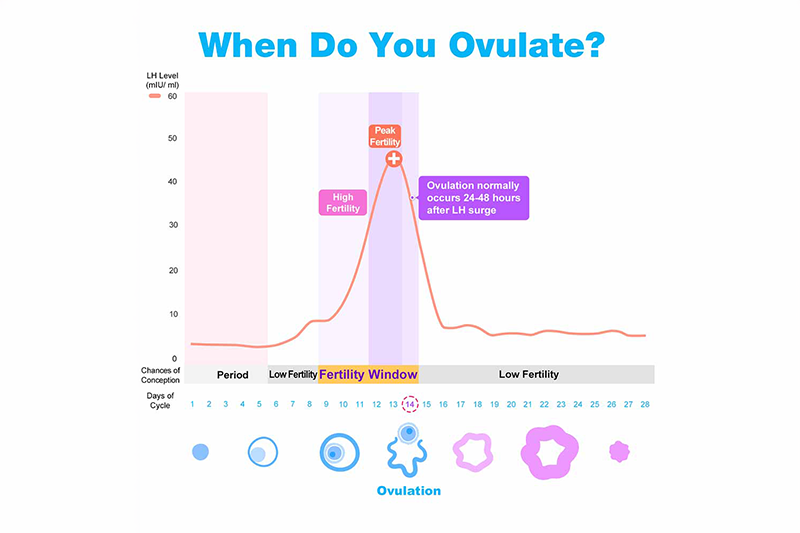 When do you Ovulate