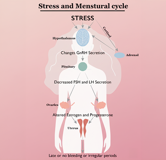 stress affects the menstrual cycle