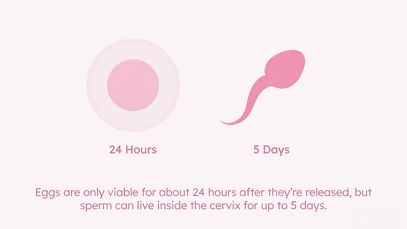 Fertile window longer than 24Hr the egg only lives up to 24