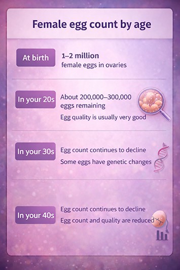 fertility timeline chart