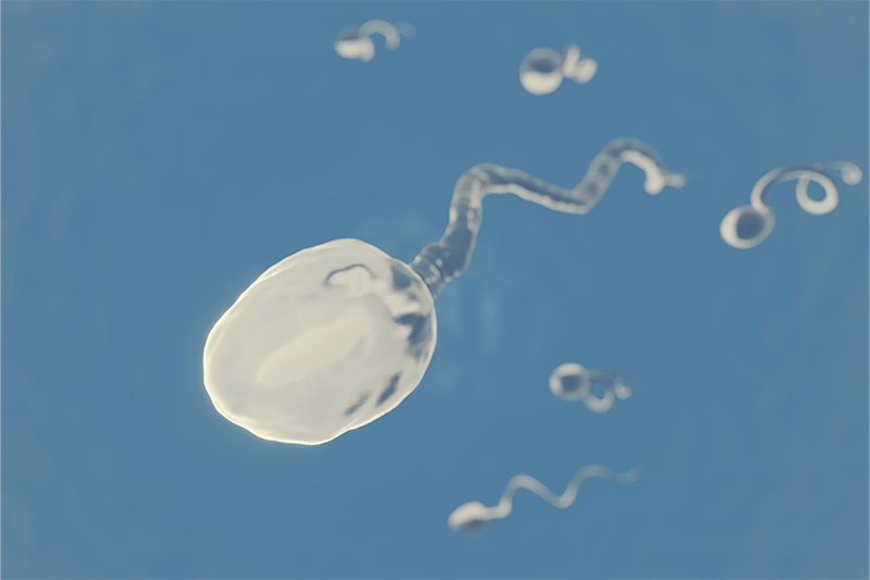 Sperm motility