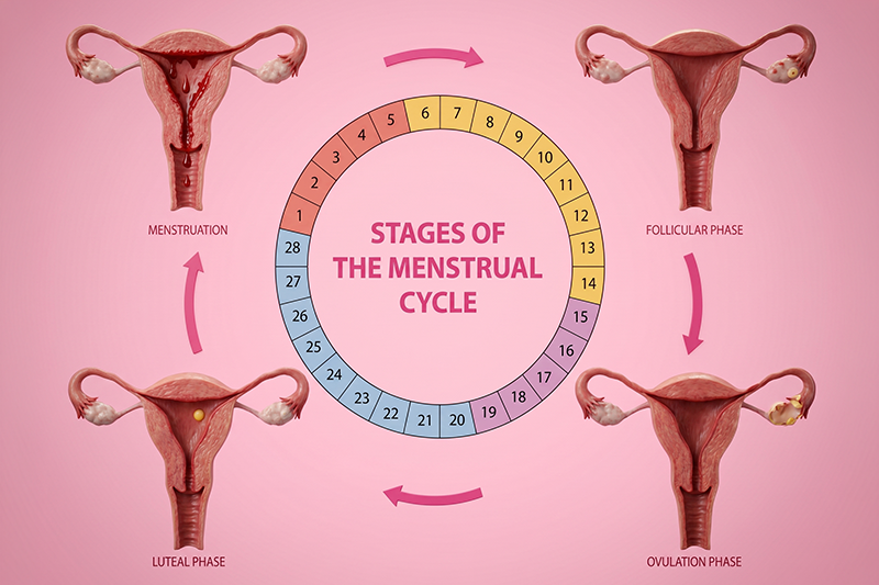 Period cycle phases